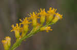 Seaside goldenrod